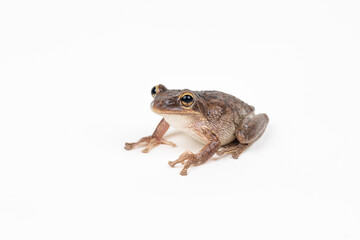 Wall Mural - Cuban Tree Frog on white background 