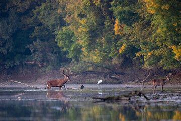 Poster - Red deer and hind in wilderness