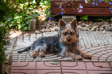 Puppy Of A Australian Silky Terrier In The Garden In Summer