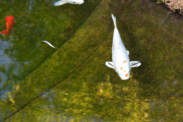 Poster - Koi carp in an outdoor pool
