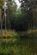 Jesień w Polsce, małopolska, staw w lesie z zieloną wodą, złamane drzewo zanurzone w wodzie, szuwary 