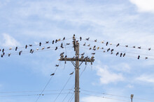 Many Domestic Pigeons Perched On Light Wire On Blue Sky Background.