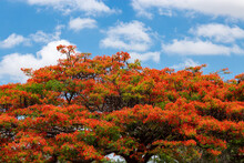 Flamboyant Tree Blossoms In October In Brazil. Panoramic Scene. Close-up