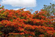 Flamboyant Tree Blossoms In October In Brazil. Panoramic Scene