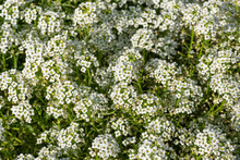 Hornungia Alpina Flowers In Bloom