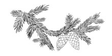 Wreath Branch Of Fir In Black And White. Christmas Frame Made Of Spruce Branches And Cones.
