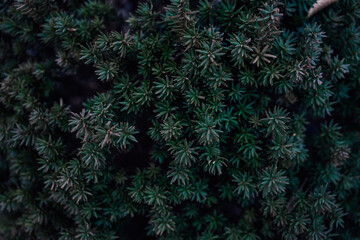  closeup dark green leaves