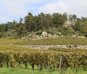 Poster - vineyard in Mercurey 