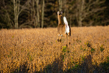 White-tailed Deer Doe (odocoileus Virginianus) Running In A Wisconsin Soybean Field In Fall