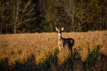 White-tailed Deer Doe (odocoileus Virginianus) Standing In A Wisconsin Soybean Field In Fall