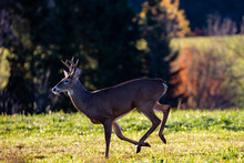 White-tailed Deer Buck (odocoileus Virginianus) Running In A Wisconsin Hayfield In October