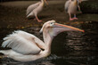 Closeup shot of a cute pelican in the zoo in Hanover