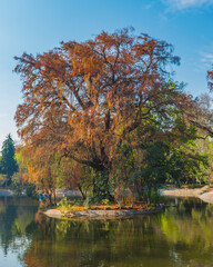 Wall Mural - Big tree with orange leaves over a lake on blue sky in Chapultepec Mexico