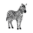 wild african zebra