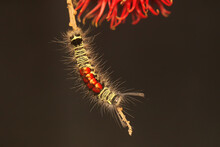 A Caterpillar Is Foraging In A Wildflower. 