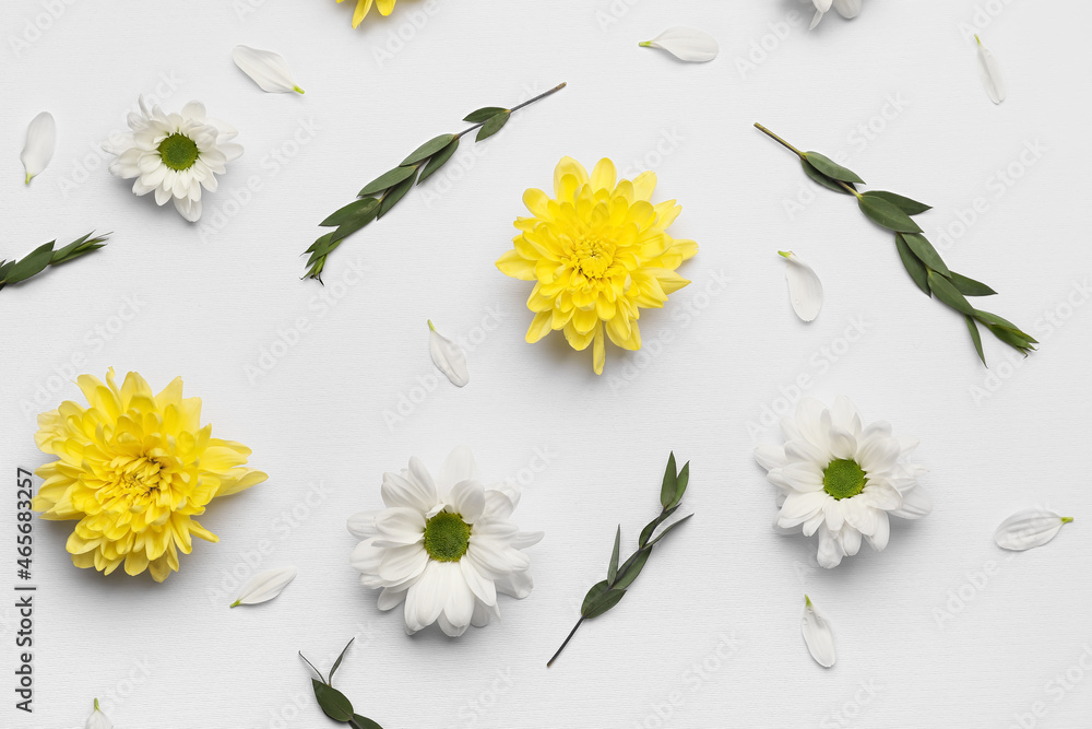 Beautiful chrysanthemum flowers isolated on white background