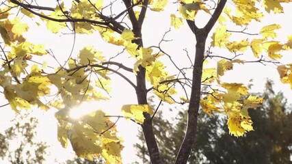 Wall Mural - sunlit yellow maple tree branches in strong wind by autumn

