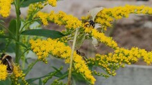 Insects Collect Nectar. Goldenrod Canadensis Blooms With Small Bright Yellow Flowers. Black And Yellow Bumblebees And Honey Bees Crawl Along The Branches Covered With Flowers In Search Of Nectar.