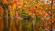 Bunte Blätter im Herbstwald am See