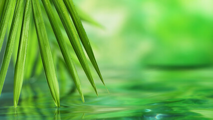 Wall Mural - Spa and wellness background with water and leaves