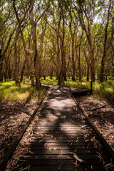 Sticker - Vertical shot of a wooden way leads to the garden