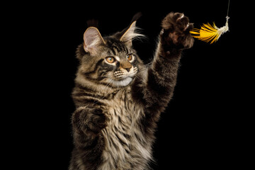 Wall Mural - Portrait of Maine Coon Cat Raising up paw, catch the toy, isolated on black background