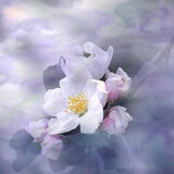 Fototapeta Kwiaty - Jasmine flower on abstract background, holiday card