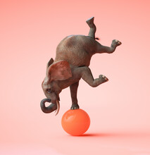 African Elephant Swinging On An Orange Ball. 3D Illustration