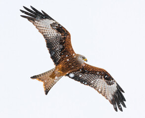 Poster - Closeup shot of a Red Kite on flight