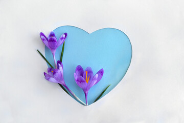 Wall Mural - Crocuses violet flowers with blue paper card note in the shape heart with space for text on a white background. Top view, flat lay