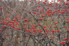 Leafless Branches Of Amur Honeysuckle With Numerous Red Berries In Mid December