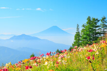 ユリの花と富士山, 北杜市,山梨県
