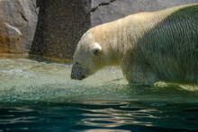 Beautiful Shot Of A Big White Bear Going In Water In The Brookfield Zoo