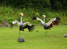 Wo Grey Crowned Cranes (Balearica Regulorum), Also Known As The African Crowned Crane, Golden Crested Crane, On The Greaan Grass With Open Wings.