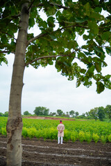 Wall Mural - Young indian farmer at green agriculture field.