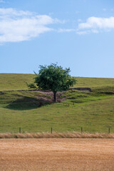 Wall Mural - Single tree on hill in the farmland landscapes of Skåne Sweden
