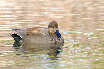 Wall Mural - Gadwall male on the lake