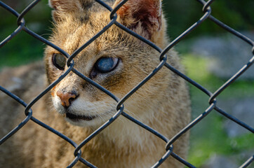 Close up shot of a scary face of a big wild dangerous cat looking from behind the metal fence