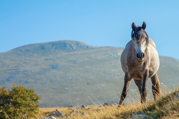 Wall Mural - Horses in the mountains on a sunny day