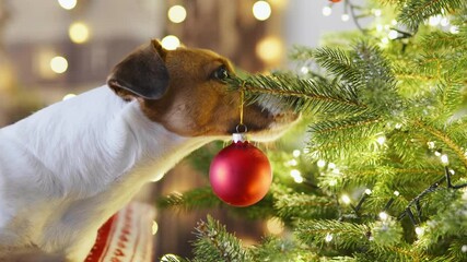 Wall Mural - Merry Christmas mood. Dog Jack Russell Terrier sniffs with interest Christmas tree decorated snow falls with bright Christmas lights garlands, toys, glass red balls. Happy New Year. Noel. Family