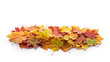 © Sabrewolf - The pile of autumn leaves on the white background.