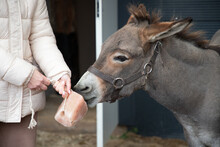 A Well-groomed Donkey On A Farm Eats A Piece Of Salt From The Girl's Hands.