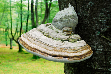 Canvas Print - The tinder fungus (Fomes fomentius) on a tree trunk