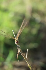 Wall Mural - close up of dragonfly