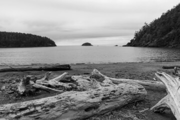 Wall Mural - Deception Island beach wood logs at Bowman Bay Deception Pass State Park in Washington during summer. Black and white.