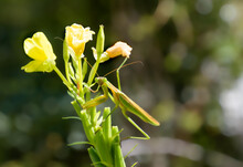 Praying Mantis Blends Into Yellow Evening Primrose Wildflower Waiting For Prey