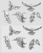 Raven. Set of hand drawn vector illustrations