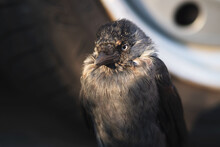 Close Up Of A Sparrow