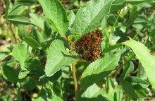 Brown Polygonia Butterfly On Green Leaves In The Garden