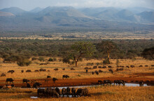 Buffle D'Afrique, Syncerus Caffer, Parc National Du Tsavo, Kenya